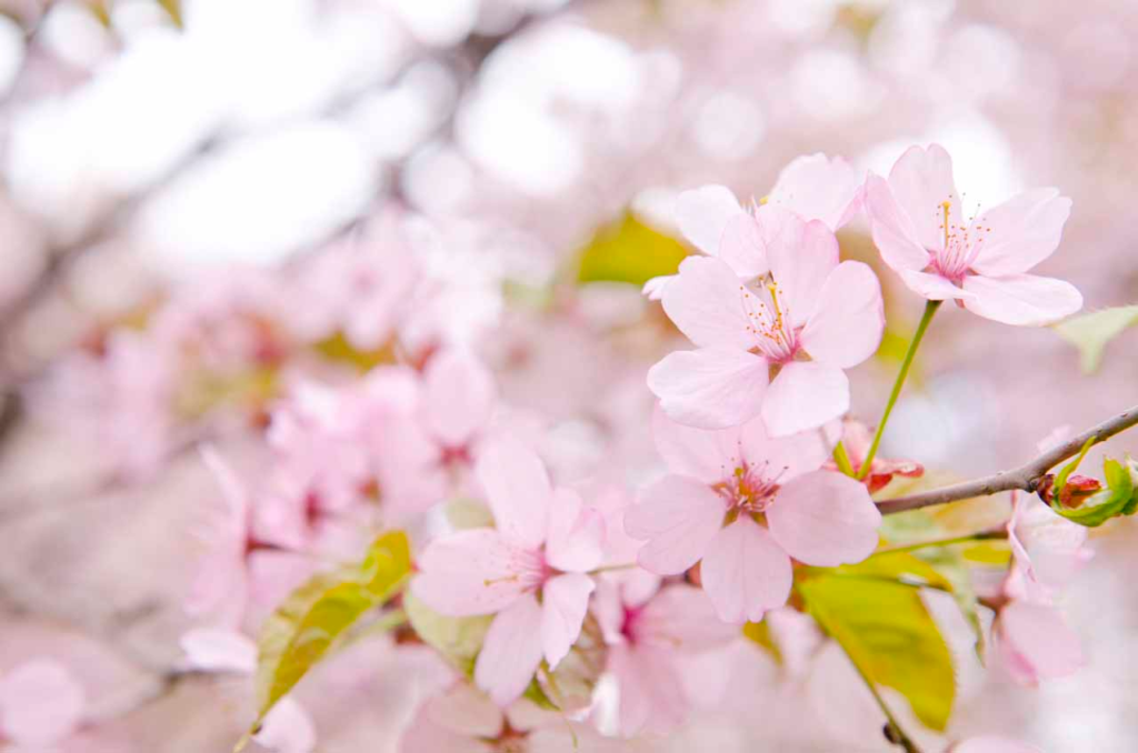 4.地元民しか知らない桜の名スポット「村上山公園」