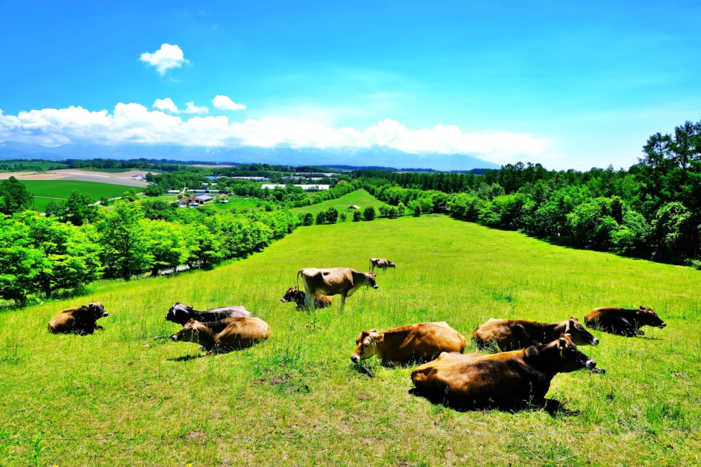4、ラマやジャージー牛など珍しい動物と触れ合える「ファームズ千代田 ふれあい牧場」