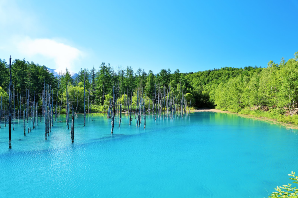 1、言葉をのむほどの美しさ「青い池」