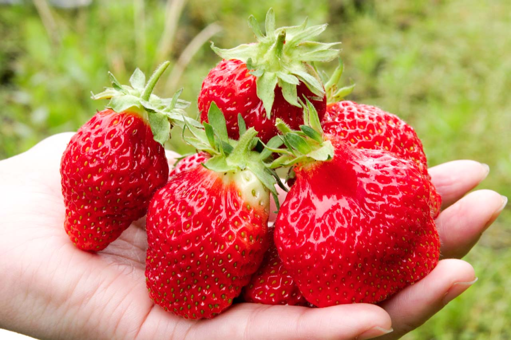 1.比布町の特産品といえば100年の歴史を誇る「いちご」