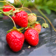 3.小さな子どもも楽しめるレアいちご「宝交早生」