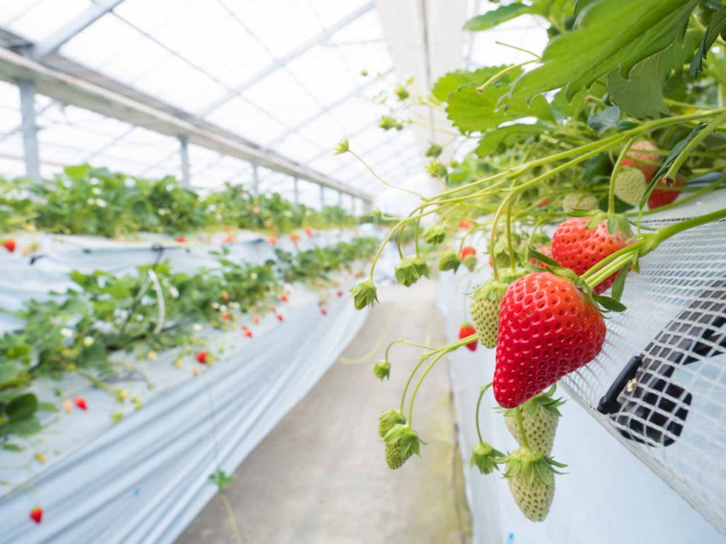 比布町といちごの歴史