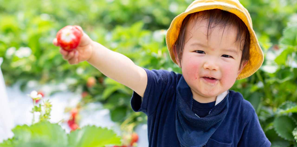 比布町いちご狩りイベント情報