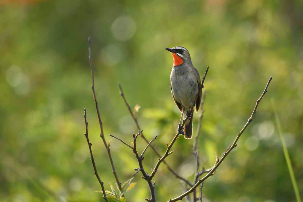 春:バードウォッチングを楽しむ