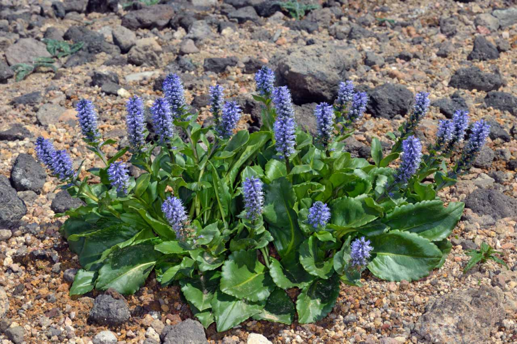 夏:登山道と色とりどりの花を楽しむ
