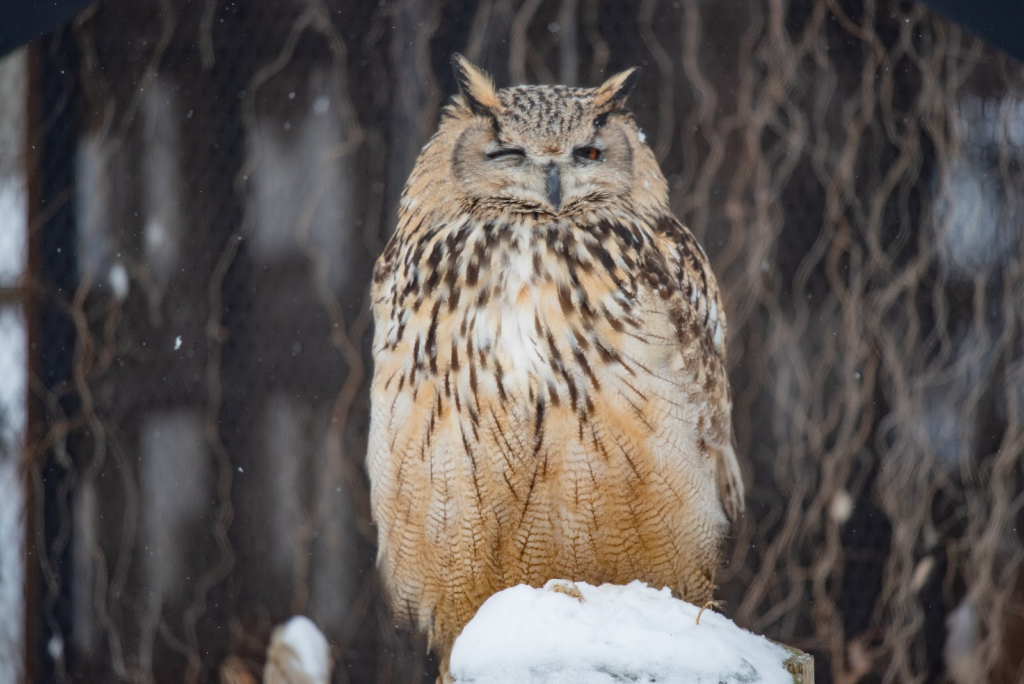 3.普段見られない、動物たちの表情を覗く「旭山動物園　雪明かりの動物園」