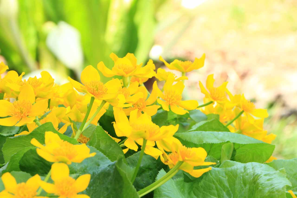 1.旭岳ビジターセンター:フラワーツアー