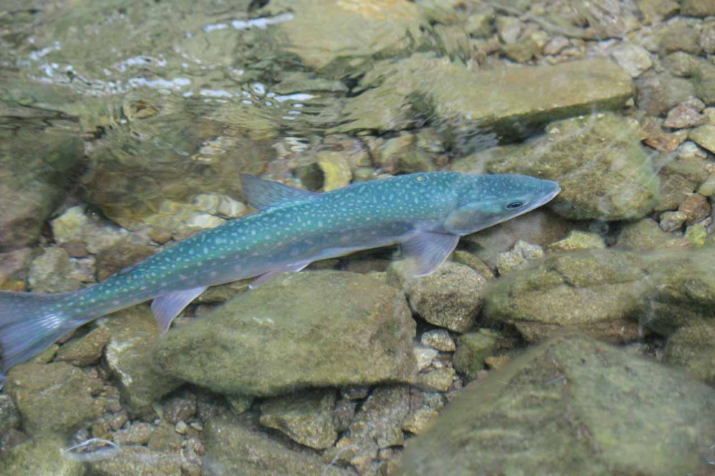 5.然別湖ネイチャーセンター:アクアトリップ