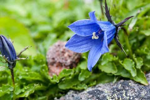 【イワギキョウ】