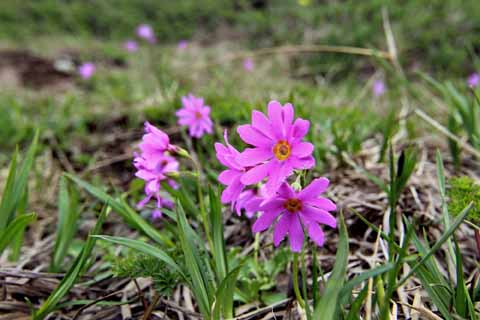 【エゾコザクラ】