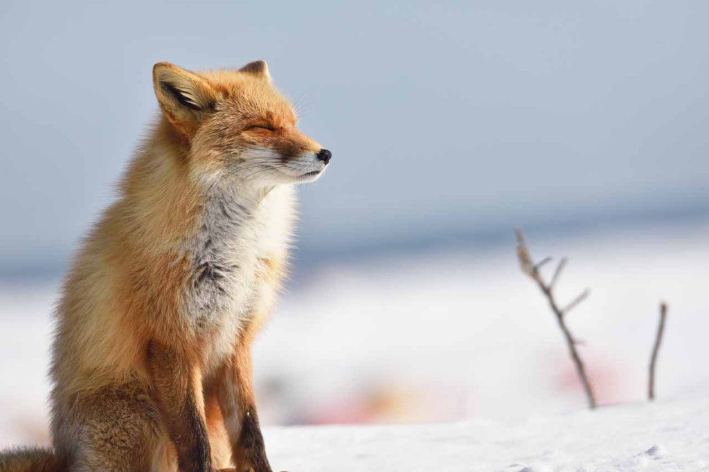 4.北海道ならではの動物たち