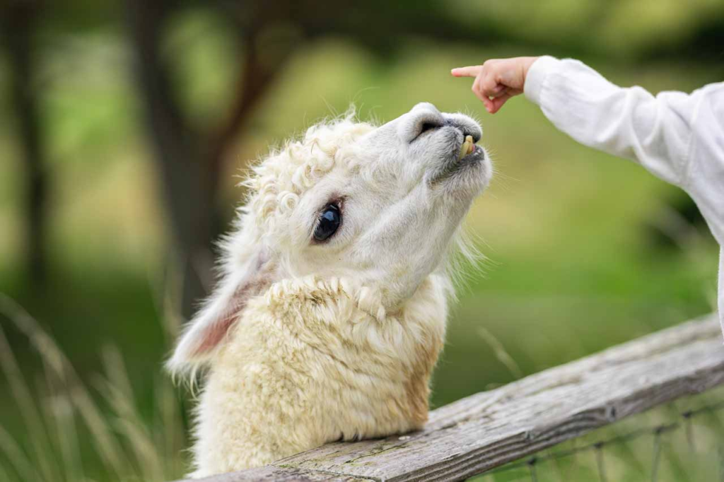 剣淵町のビバアルパカ牧場でふれあい体験