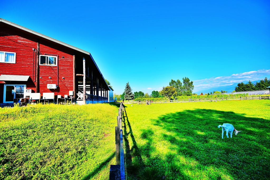 2、窓からヤギが見える！牧歌的な雰囲気の中地元の食材で舌鼓「やぎカフェ」
