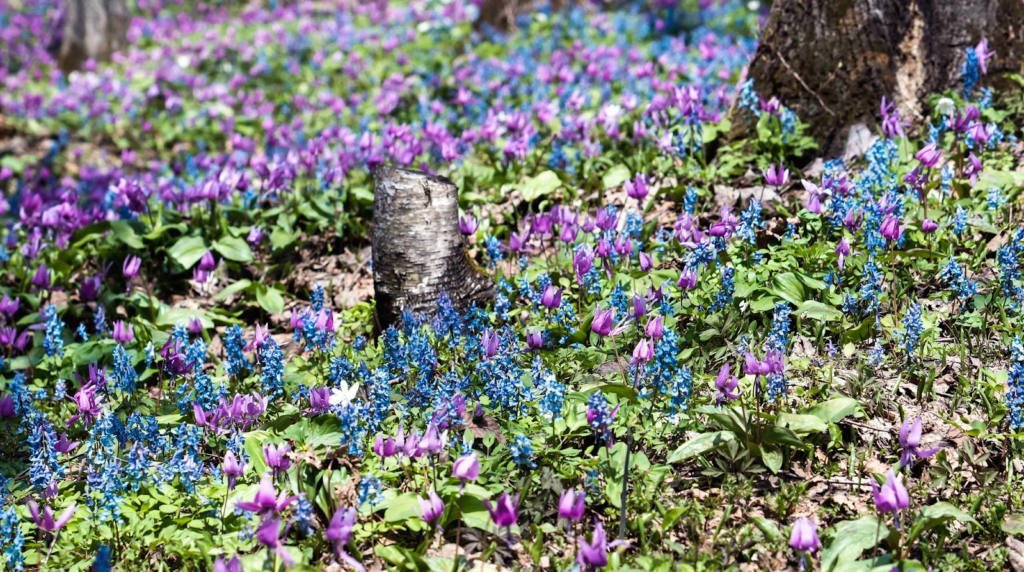 1、一面に咲き誇るピンクの花々「男山自然公園」