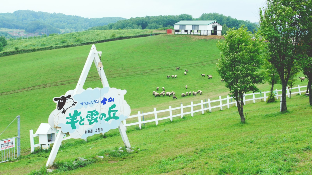 4、羊と触れ合う大自然の牧場「羊と雲の丘」