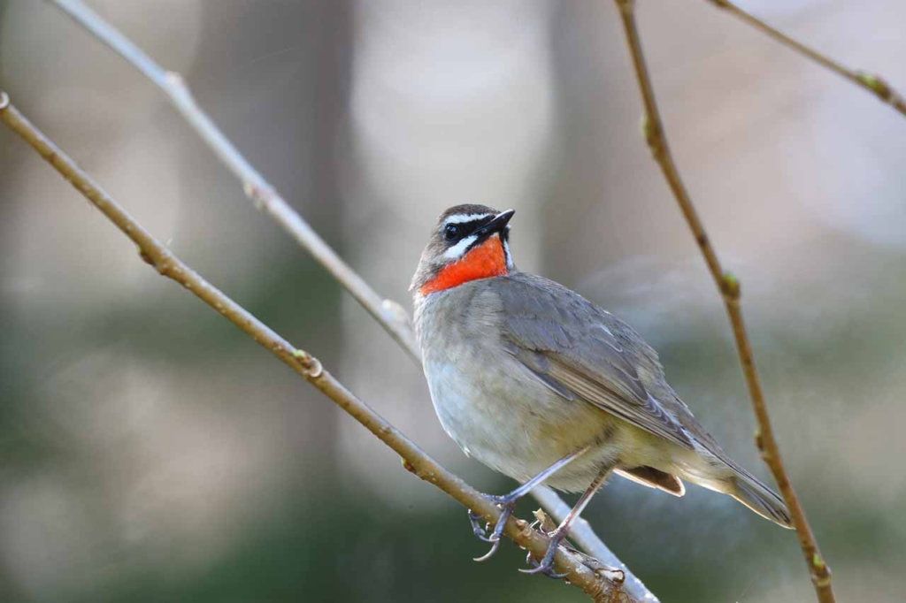 2.自然の中で鳥を眺めるバードウォッチング