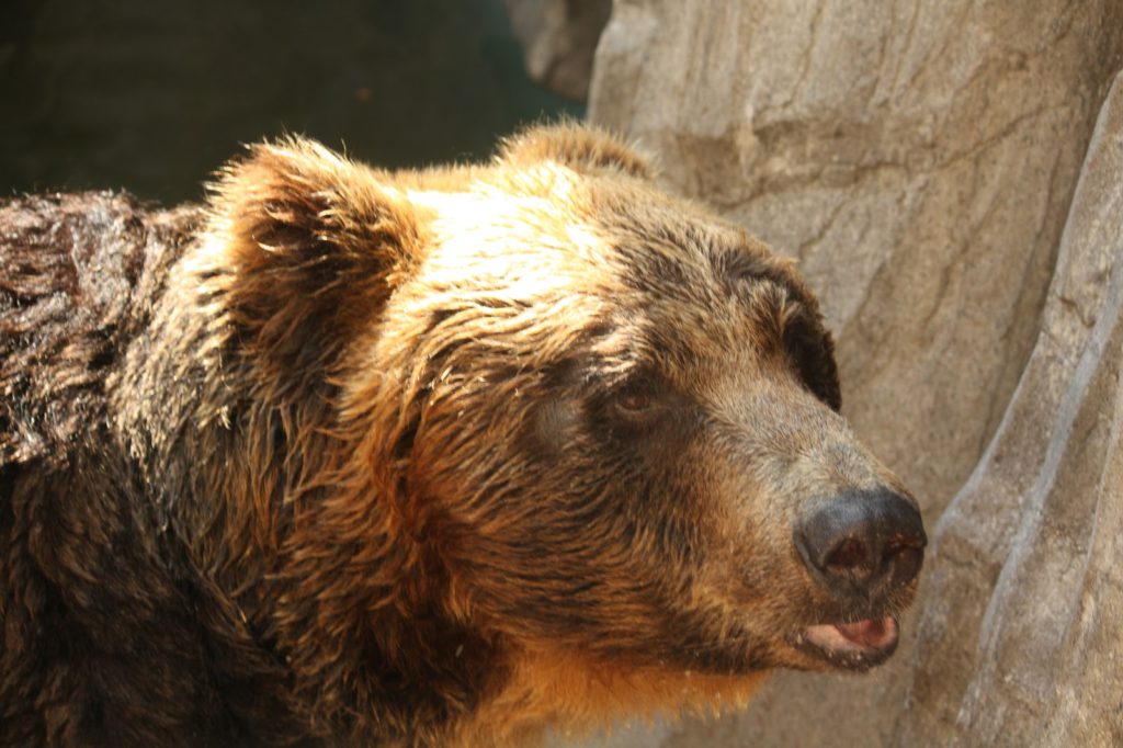 旭山動物園 13:30~17:00