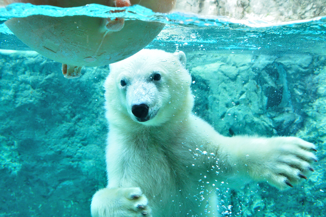 旭山動物園 11:00~14:00
