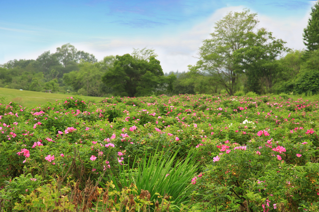 六花の森 13:00~14:00