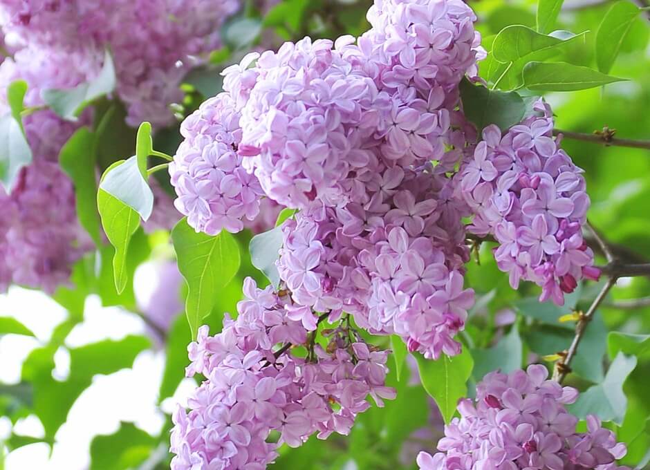 北海道の春のイベント情報を8つ紹介!