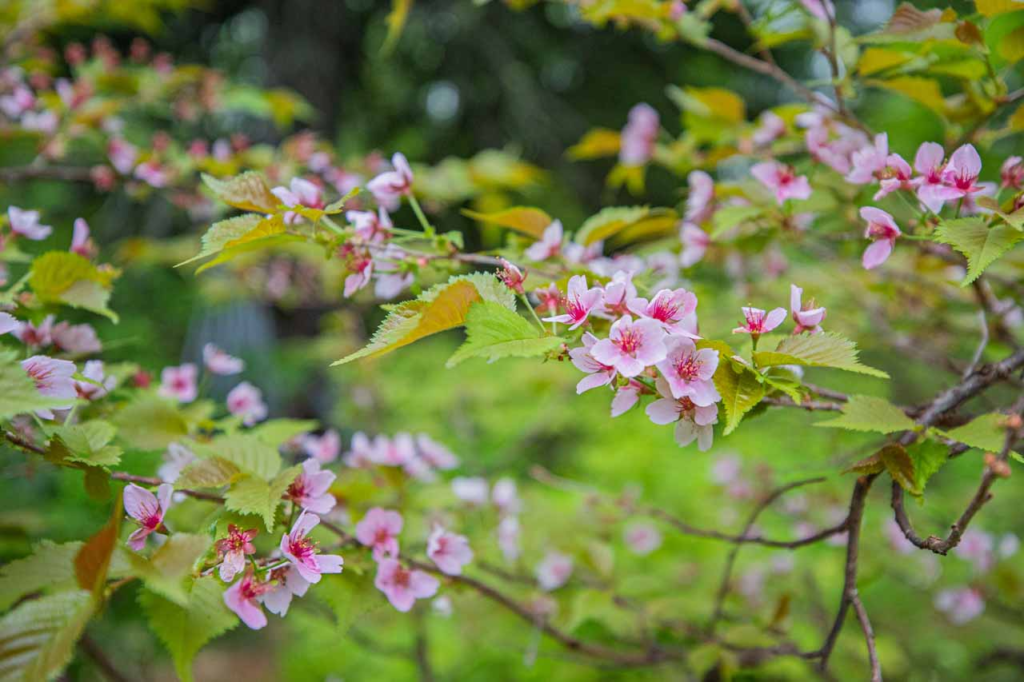 3.黒岳で日本一開花が遅い桜、チシマザクラを見る