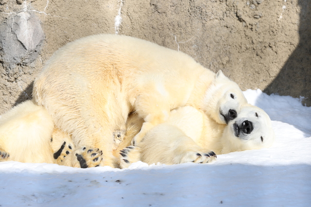 4.旭川市｜動物のありのままの姿が人気「旭山動物園」