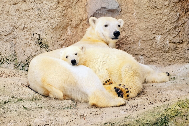 ５．“行動展示”でありのままの動物の姿を楽しめる「旭山動物園」