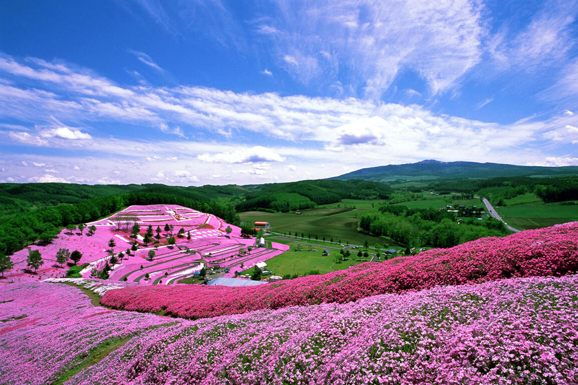 8、美しい芝桜が特別な空間を作り出す「ひがしもこと芝桜まつり」