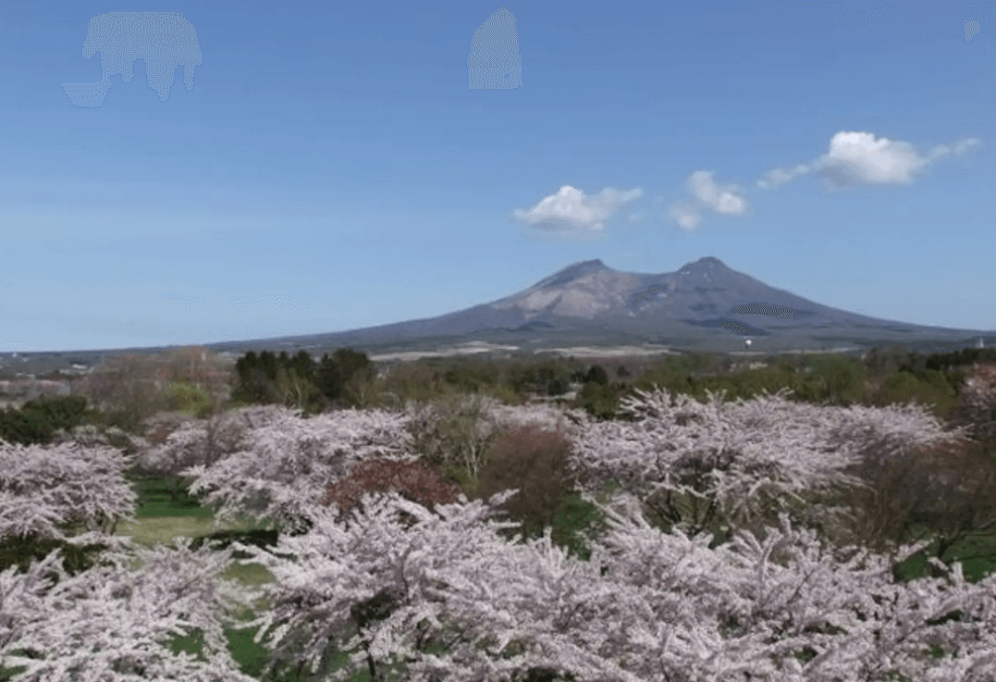 6、約1,000本の桜が植えられている「もりまち桜まつり」