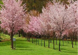 4、美しい桜を見ながら花見ができる「やまべさくらまつり」