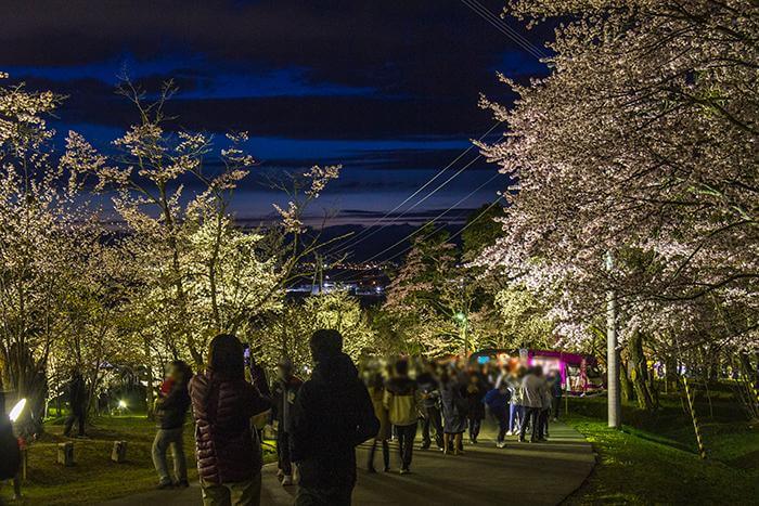 3、幻想的な雰囲気の中で夜桜を楽しめる「旭山公園 夜桜まつり」